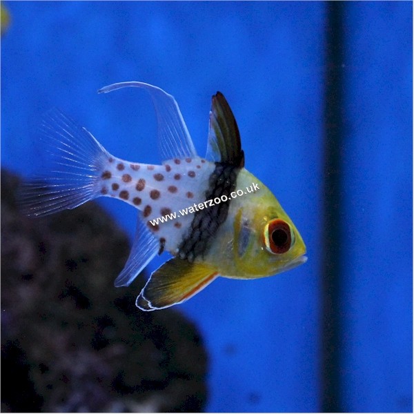 Pyjama Cardinal | The WaterZoo | Tropical fish | marine fish & aquariums